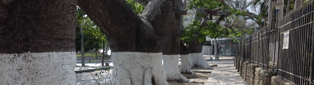 Some Ceiba Bonga trees in Barranquilla.