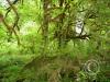 moss-hanging-from-trees-3_18109885425_o