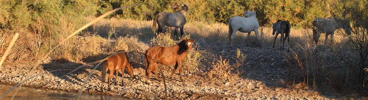 Some of the wild horses at Coon Ridge Campground outside of Phoenix, AZ.