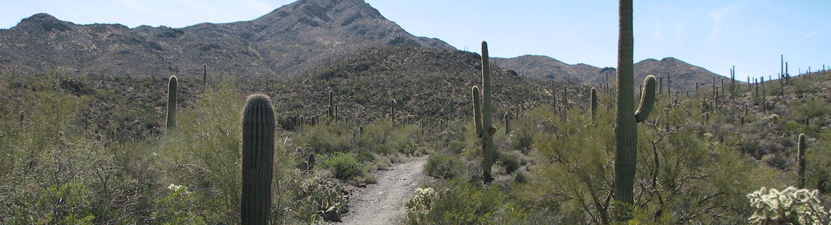 The Sweetwater Trail in the Tucson Mtns is good for running.