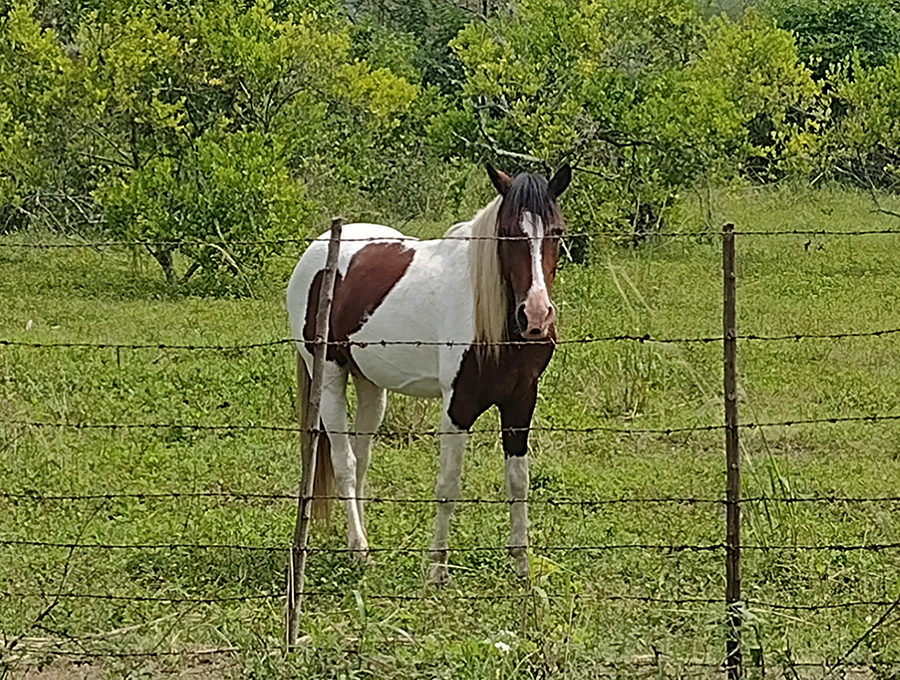 A beautiful Paint horse in Ricaurte, Valle del Cauca, Colombia.