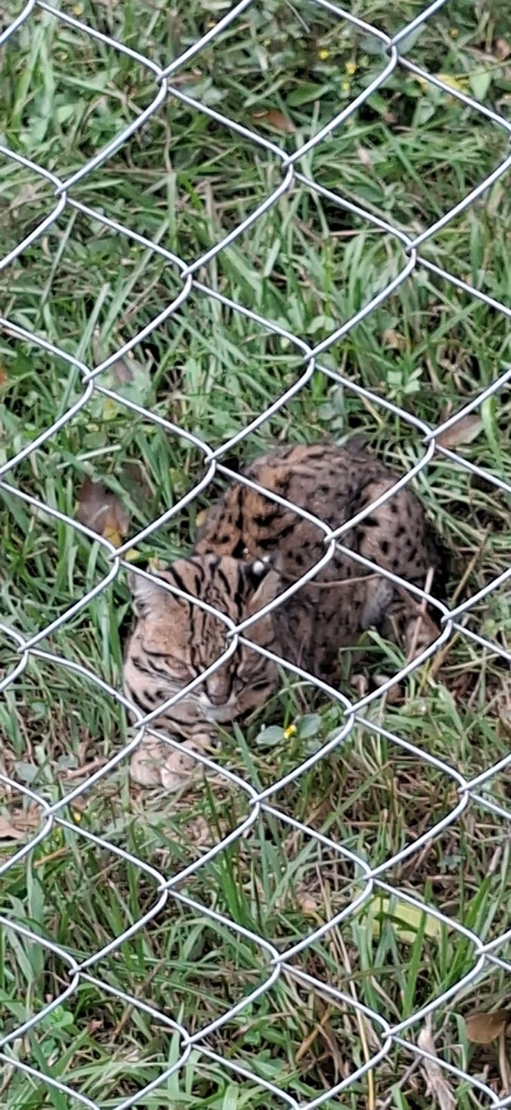 One of the wildcats, probably a margay, at the small zoo/animal refuge