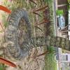 Serpent sculpture in Parque Camba Cua