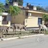 Donkeys walking along Av Peron