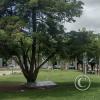 Plaza San Martin at Maipu y Pedernera y Curupayti