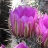CactusFlowers 003