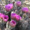 CactusFlowers 004