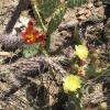 CactusFlowers 011