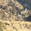 Catalina Mtns