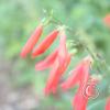 17256251153