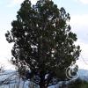 A-tree-on-top-of-Sugarloaf-Mtn