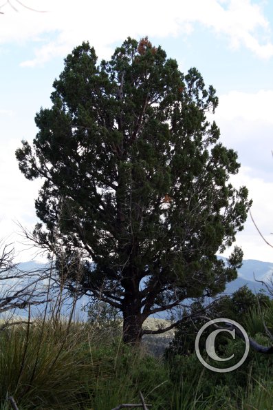 A-tree-on-top-of-Sugarloaf-Mtn