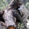 Boulder-in-root-ball