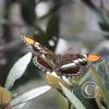 Butterfly-1