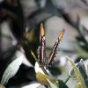 Butterfly-2