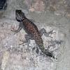 Lizard on wall