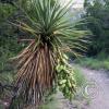 Soap Tree Agave with fruit