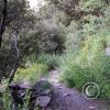 Sugarloaf Mtn trail 4