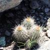 tiny cactus