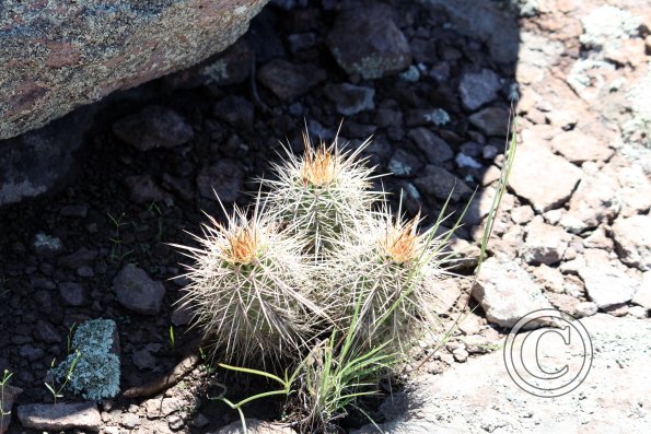 tiny cactus