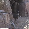 Desert Museum