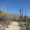 lomaaltatrail-001_17515405249_o