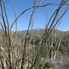 lomaaltatrail019_17514602150_o