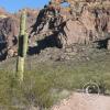 Organ Pipe Cactus NP