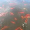 picture-391_17472821558_o