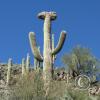 SweetWaterTrail 003