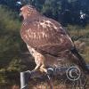 hawk-2010_12_26-1