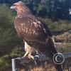 hawk-2010_12_26-2