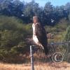 hawk-2010_12_26-3