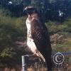 hawk-2010_12_26-4