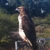 hawk-2010_12_26-5