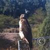 hawk-2010_12_26-6