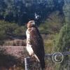 hawk-2010_12_26-8