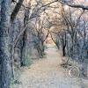 path in cienega