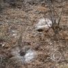 spider_nests