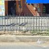 Median fence has Charangos in it
