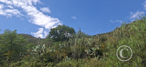 Hillside