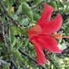 Jardín Botánico Martín Cárdenas (12)