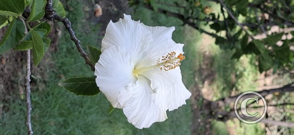 Jardín Botánico Martín Cárdenas (13)