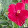 Jardín Botánico Martín Cárdenas (14)