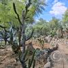 Jardín Botánico Martín Cárdenas (21)