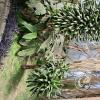 Jardín Botánico Martín Cárdenas (24)