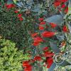 Jardín Botánico Martín Cárdenas (31)