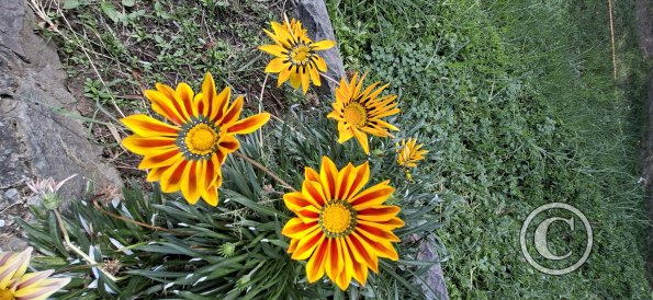 Jardín Botánico Martín Cárdenas (34)