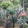 Jardín Botánico Martín Cárdenas (38)