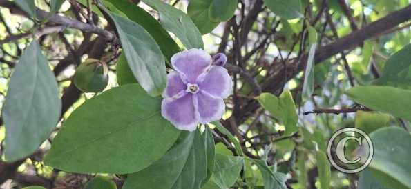Jardín Botánico Martín Cárdenas (39)